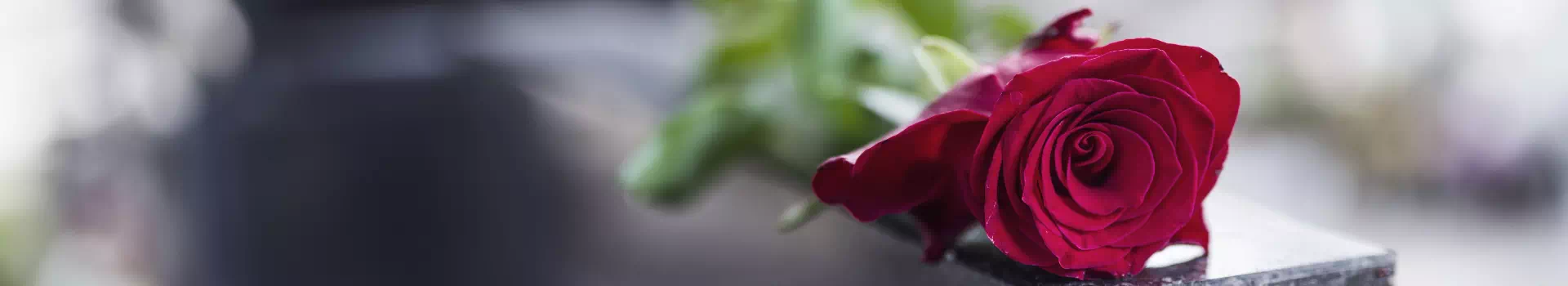 czerwona róża na nagrobku
